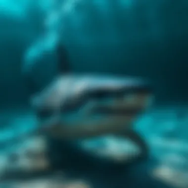 Notable A Comprehensive Exploration of Sharks Notable A Comprehensive Exploration of Sharks