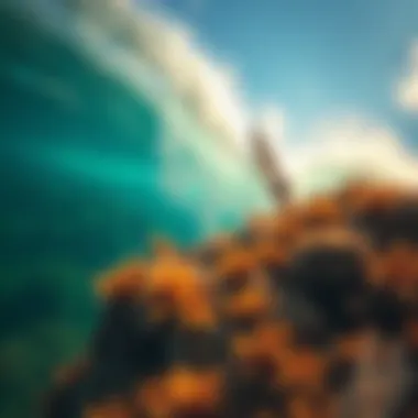 Underwater Harmony: Conservation and Surfing Coral reef ecosystem highlighting environmental conservation efforts in Hawaii