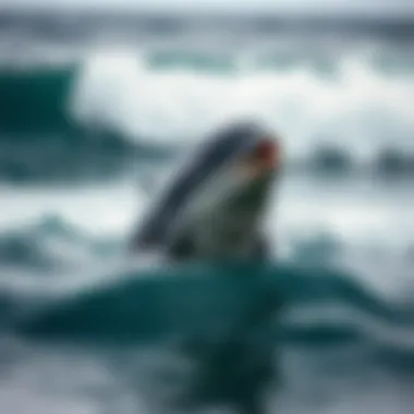 A close-up of a dolphin breaching the water's surface