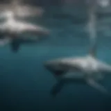 Ocean Ramsey interacting with a shark underwater