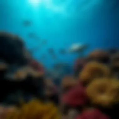 An underwater view of a vibrant coral reef bustling with marine life, highlighting the critical habitat that sharks help sustain.