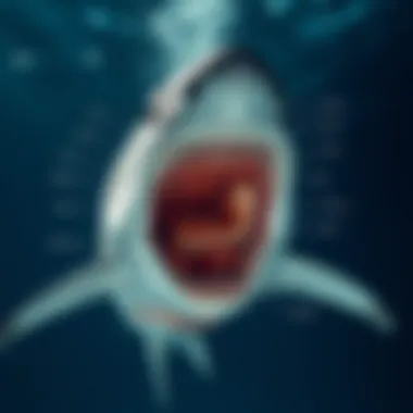 A detailed illustration of a shark's anatomy, emphasizing its unique adaptations that make it a top predator in the ocean.