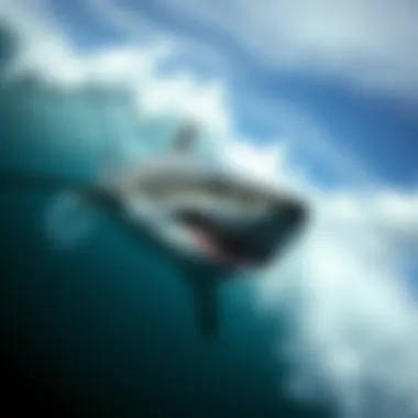 Notable Intriguing Insights into Sharks: A Deep Dive Notable Intriguing Insights into Sharks: A Deep Dive
