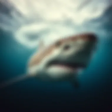 Intriguing Insights into Sharks: A Deep Dive Summary Intriguing Insights into Sharks: A Deep Dive Summary