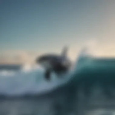 A breathtaking view of a killer whale breaching the ocean surface