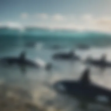 Social Structure of Killer Whales Killer whales swimming in a pod, showcasing their social structure