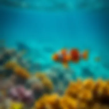 Thriving Marine Ecosystem Marine life thriving in a vibrant coral reef environment