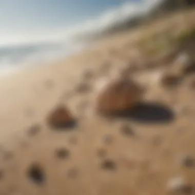 Close-up of shells and natural elements on the sand