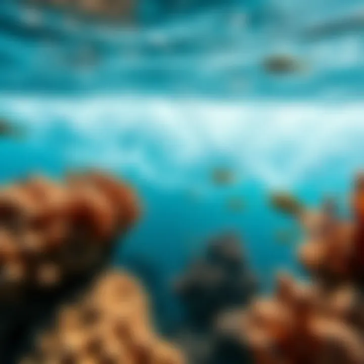 Vibrant Marine Ecosystem and Coral Reefs Marine ecosystem thriving around coral reefs