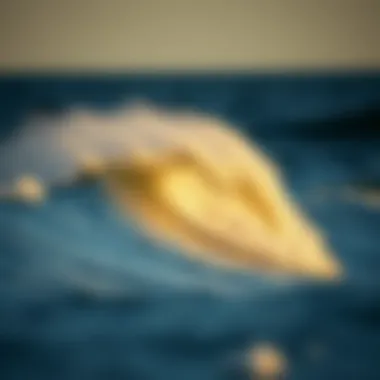 Understanding Wind Direction and Its Impact on Surfing Summary Understanding Wind Direction and Its Impact on Surfing Summary